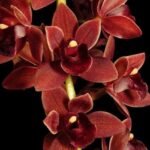 Cymbidium Dorothy Stockstill 'Forgotten Fruit” (5" pot)
