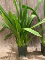 Wilsonara Pacific Passage ‘Peach Cobbler’ (3.5” pot) - Image 4