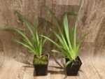 Miltoniopsis Morris Chestnut 'H171' (3.5” pot) - Image 3