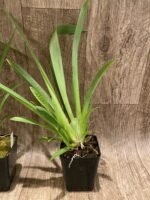Miltoniopsis Morris Chestnut 'H171' (3.5” pot) - Image 4
