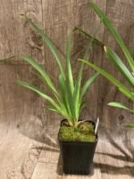 Miltoniopsis Morris Chestnut 'H171' (3.5” pot) - Image 5