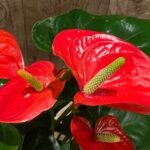 Anthurium Dark Red (6” pot)