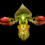 In Bud Paphiopedilum (2" pot)