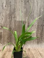 IN SPIKE  Vilsonara Joe Vanilla 'First Out’ (3.5" pot) - Image 5