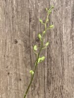 IN SPIKE Dendrobium New Burana (3.5” Pot) - Image 3