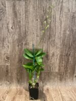 IN SPIKE Dendrobium New Burana (3.5” Pot) - Image 6