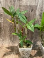 Dendrobium Hawaii Spectacular (Big Alex x Spectabile) (4" pot) - Image 4