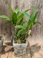 Dendrobium Hawaii Spectacular (Big Alex x Spectabile) (4" pot) - Image 5