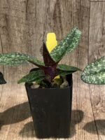 Paph. Ho Chi Minh (delenatii Dunkel x vietnamese) (2" pot) - Image 7
