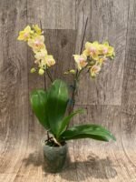 Phalaenopsis Younghome 2 Spikes (3.5" pot) - Image 5
