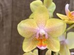 Phalaenopsis Younghome 2 Spikes (3.5" pot) - Image 2