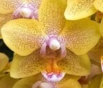 Phalaenopsis Younghome 2 Spikes (3.5" pot) - Image 3