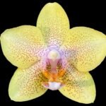 Phalaenopsis Younghome 2 Spikes (3.5" pot)