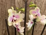 Phalaenopsis Sweet Lover 2 Spikes (3.5" pot) - Image 6