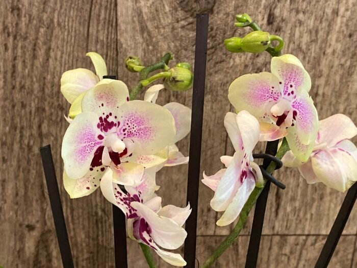 Phalaenopsis Sweet Lover 2 Spikes (3.5" pot) - Image 6