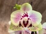 Phalaenopsis Sweet Lover 2 Spikes (3.5" pot) - Image 3