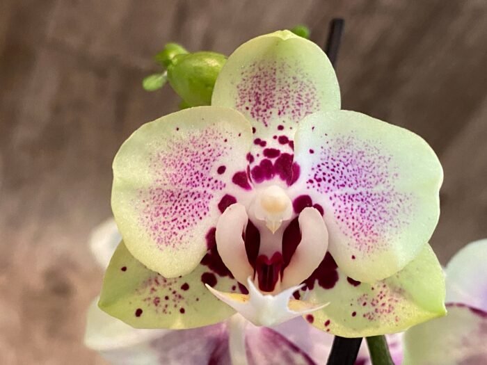 Phalaenopsis Sweet Lover 2 Spikes (3.5" pot) - Image 3