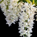 Cymbidium Sarah Jean ‘Ice Cascades’ Fragrant Warm Tolerant Multi Growths (5" pot)