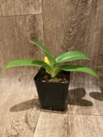 Paph. Kolopakingii abum (3.5” pot) - Image 6