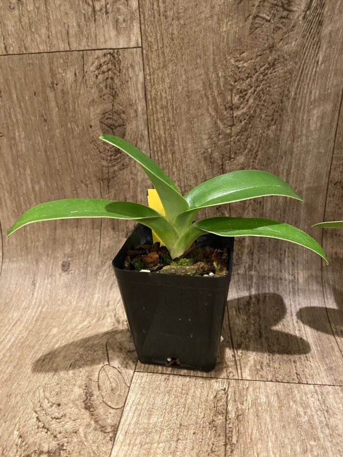 Paph. Kolopakingii abum (3.5” pot) - Image 6