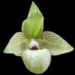 Paph. malipoense (3.5” pot)