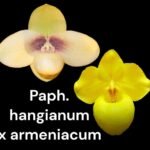 Paphiopedilum (hangianum x armeniacum) (3.5” pot)