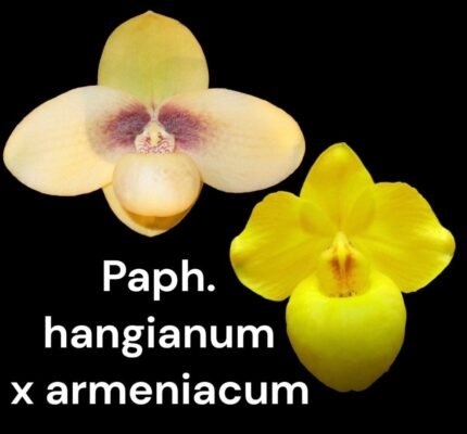 Paphiopedilum (hangianum x armeniacum) (3.5” pot)