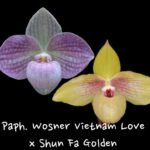 Paph. (Wosner Vietnam Love × Shun Fa Golden) (3.5” pot)