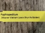 Paph. (Wosner Vietnam Love × Shun Fa Golden) (3.5” pot) - Image 5