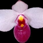 Paph. Delenatii Dunkel Blooming Size (2” pot)