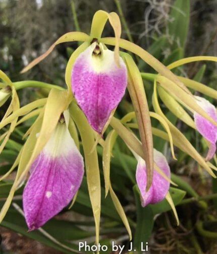 IN SPIKES  Prosavola Princess Kha Nhu (3” basket)