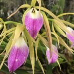 Prosavola Princess Kha Nhu (3” basket)