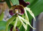 Prosthechea cochleata (3.5” pot) - Image 2