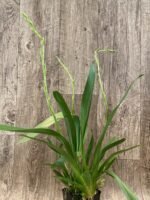 TRIPLE  SPIKES Oncidium ( Burr.) Francine #3 (3.5” Pot) - Image 2