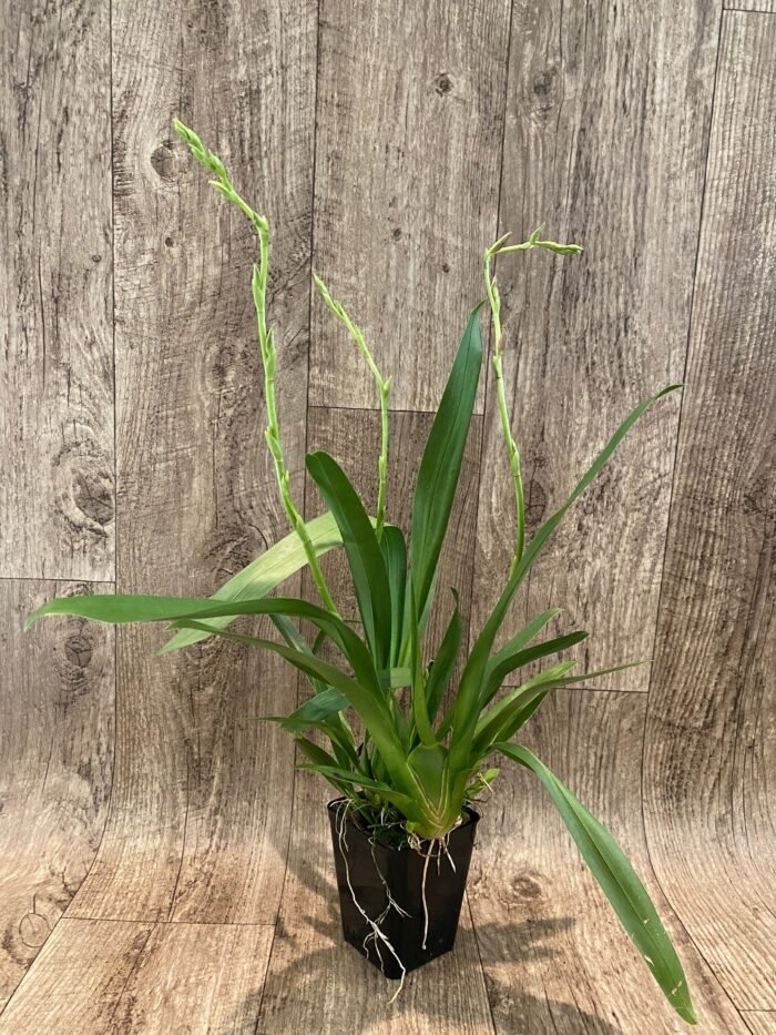 TRIPLE  SPIKES Oncidium ( Burr.) Francine #3 (3.5” Pot) - Image 3