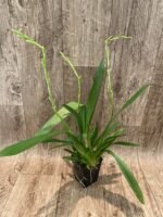 TRIPLE  SPIKES Oncidium ( Burr.) Francine #3 (3.5” Pot) - Image 4