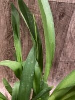 DOUBLE SPIKES - Bllra. Big Shot ‘Hilo Sparkle’ (3.5” pot) - Image 4