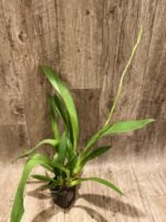 DOUBLE SPIKES - Bllra. Big Shot ‘Hilo Sparkle’ (3.5” pot) - Image 5