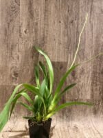 DOUBLE SPIKES - Bllra. Big Shot ‘Hilo Sparkle’ (3.5” pot) - Image 6