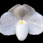 Paph. Doctor Jack (niveum x consoler) (BS 2" pot)