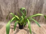 TRIPLE  SPIKES - Wilsonara Joe Vanilla ‘First Out’ (3.5” pot) - Image 3