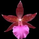 IN SPIKE - Colmanara Massai Pink (3.5” pot)