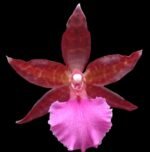 IN SPIKE - Colmanara Massai Pink (3.5” pot)