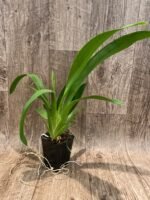 IN SPIKE - Colmanara Massai Pink (3.5” pot) - Image 2