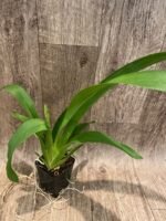 IN SPIKE - Colmanara Massai Pink (3.5” pot) - Image 3