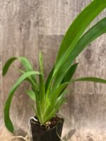 IN SPIKE - Colmanara Massai Pink (3.5” pot) - Image 4