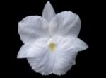 Broughtonia sanguinea alba  (Blooming Size, 3” pot)