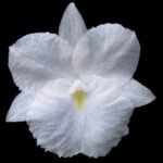 Broughtonia sanguinea alba  (Blooming Size, 3” pot)