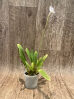 Broughtonia sanguinea alba  (Blooming Size, 3” pot) - Image 3