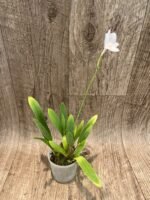 Broughtonia sanguinea alba  (Blooming Size, 3” pot) - Image 4